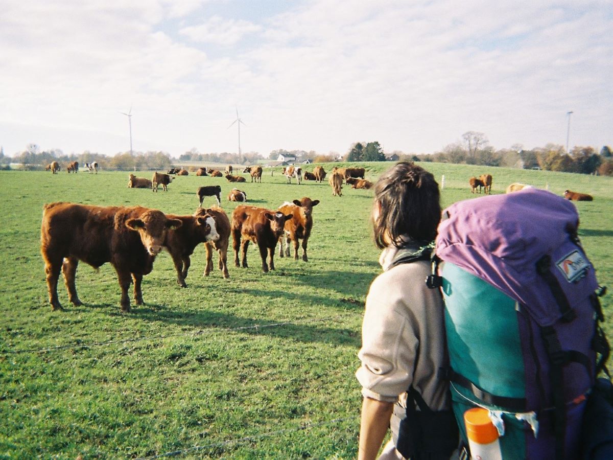 Befriending cows on the road [picture made by Kate Brooks]