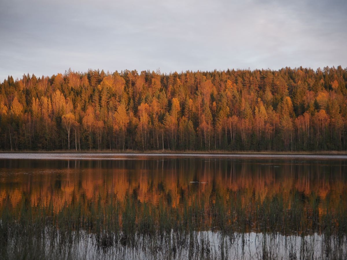 The reflection of autumn colored pine trees in the Steinstjenn lake in Norway