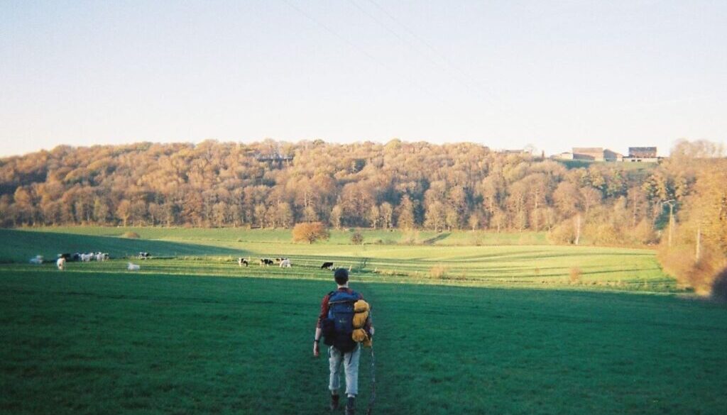 A guy with a blue backpack hiking on a pasture field with cows in the background and orange autumn trees around Teuvenersberg, while hiking the dutch mountain trail in the netherlands.