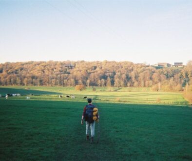 A guy with a blue backpack hiking on a pasture field with cows in the background and orange autumn trees around Teuvenersberg, while hiking the dutch mountain trail in the netherlands.