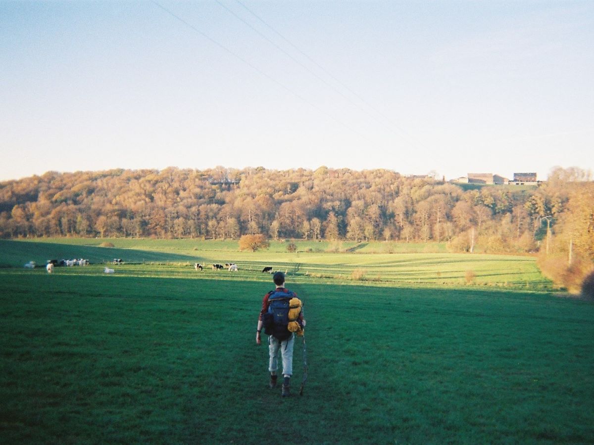 A guy with a blue backpack hiking on a pasture field with cows in the background and orange autumn trees around Teuvenersberg, while hiking the dutch mountain trail in the netherlands.