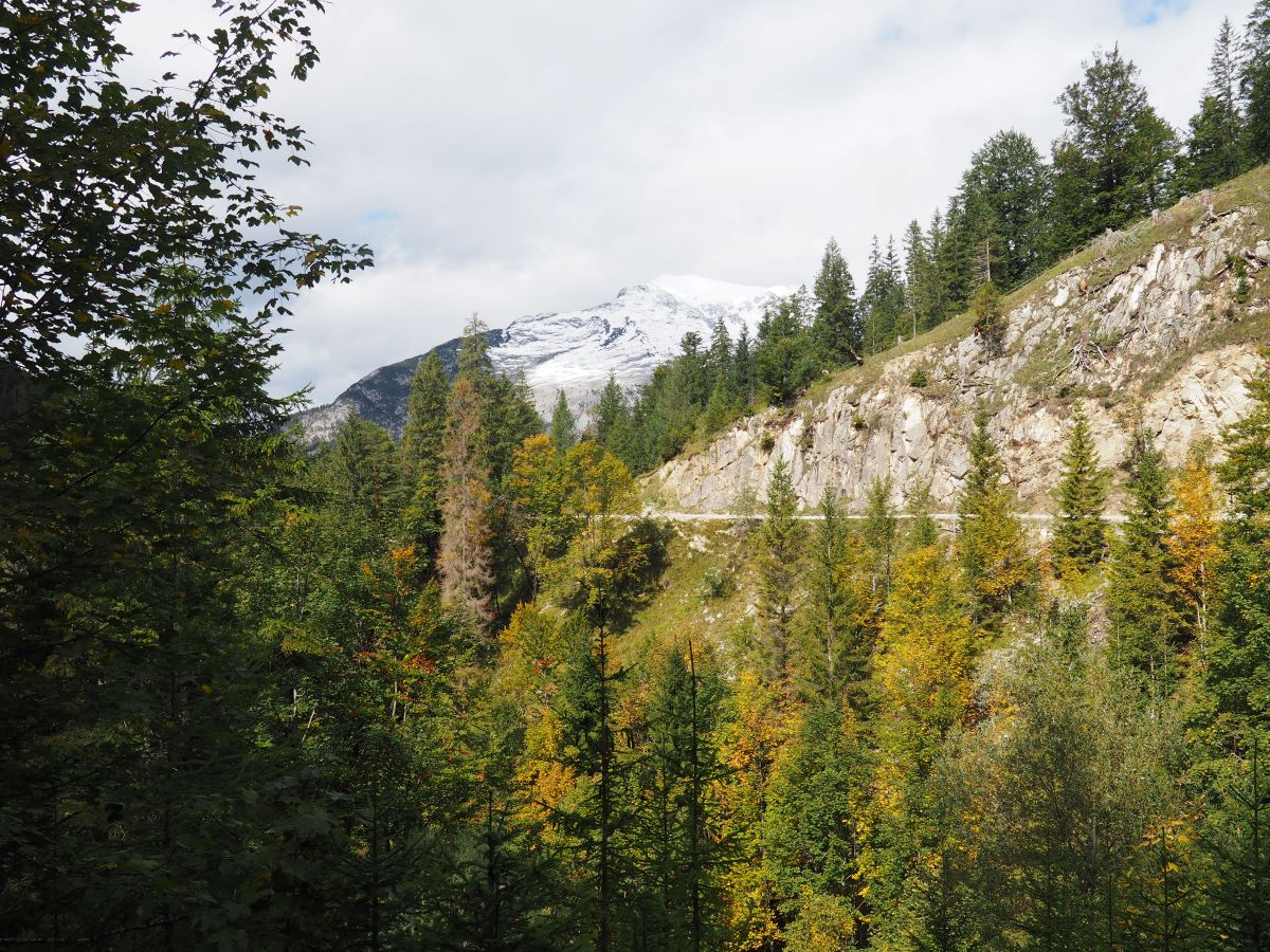 View on the Karwendel spitze with autumn colored pine trees in austria.